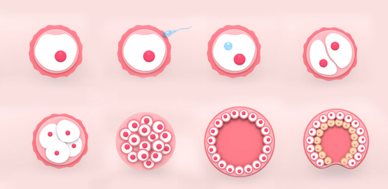 The stages of segmentation of a fertilized  ovum