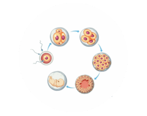 Embryo development