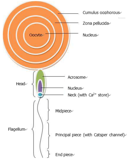 Diagram showing human sperm structure and oocyte with labels indicating Catsper channel location, acrosome, flagellum, zona pellucida, and cellular components involved in fertilization.